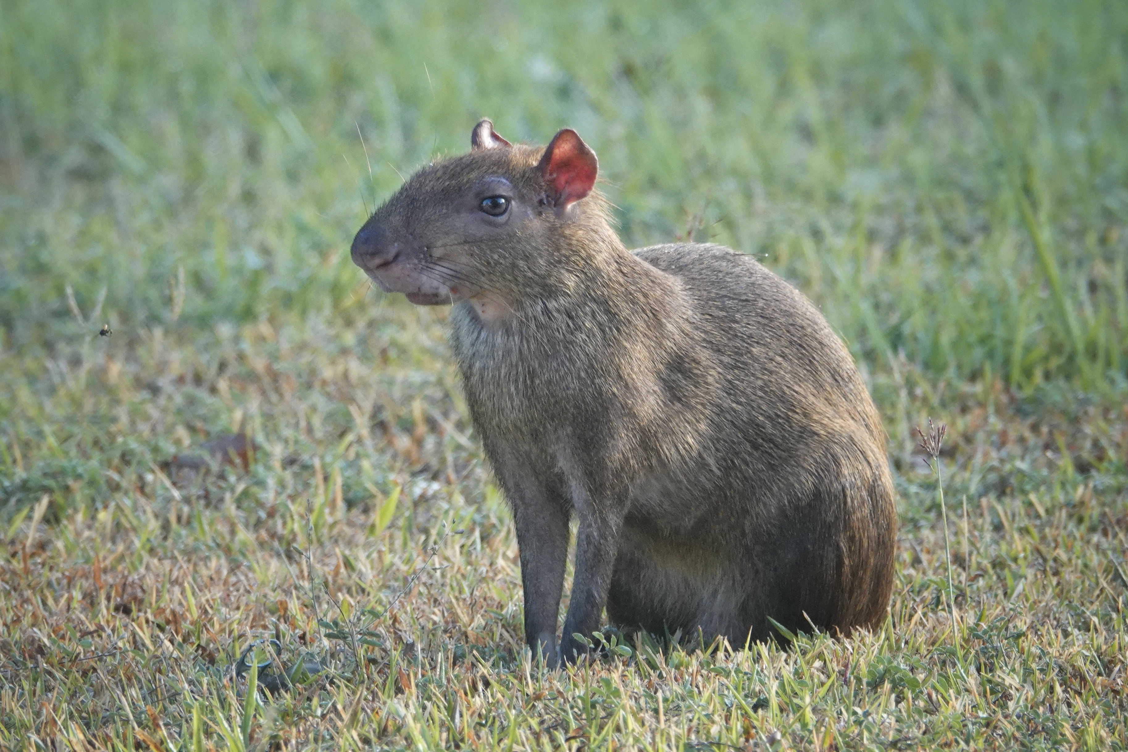 Agouti dans l'herbe